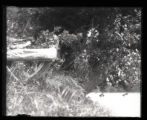 Male Downy Woodpecker on stump