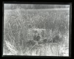 King Rail on nest, small