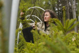 Carrie Pike with spruce subjected to different levels of early spring warming to simulate climate change and its effect on growth.