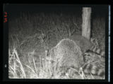 Flash pictures of Raccoons