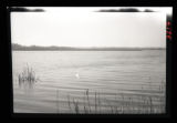 Scenery for Swan Group, bass ponds