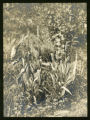 Habenaria hyperborea (Platanthera hyperborea)