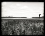 Lotus lily pond, looking toward open water