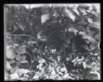 Chewinks nest and eggs, two eggs cowbirds, near, 16 miles N.E. of Warren