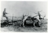 Sam Henry Bober plowing a field on their homestead near Newell, South Dakota