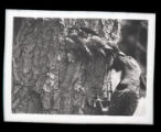 Flicker feeding young at hole