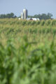 Corn field and farm buildings in southwestern Minnesota.