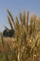 Norden' wheat