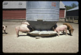 Pigs at feeder.