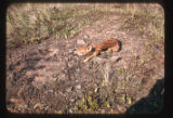 Fawn
