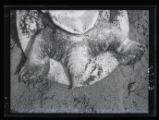 Spiny softshell Turtle, Amyda spinifera