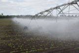 Irrigating potatoes growing on sandy soil, Benton County, Minnesota.