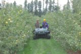 Apple breeding at the University of Minnesota.