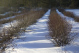 Blueberry breeding, winter hardiness testing by the University of Minnesota.