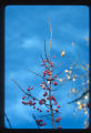 Minneapolis, Wahoo (Euonymus purpureus)
