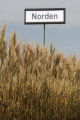 Norden' wheat.