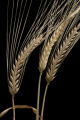 2-row barley at the University of Minnesota's Northwest Research and Outreach Center, Crookston.