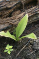 Bluebead lily (clintonia). bunchberry and rotten log on charred forest floor a year after July, 2006, Cavity Lake Fire by Sea Gull Lake.