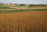 Dairy farms in Wabasha County, near the bluffs overlooking Lake Pepin.
