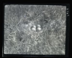 Godwit nest and eggs