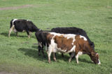 Organic dairying and rotational grazing research by Dennis G. Johnson, University of Minnesota West Central Research and Outreach Center, Morris.