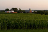 Corn field in Carver County, Minnesota, near Cologne, on U.S. Hwy. 212.