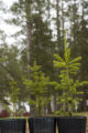 Carrie Pike with spruce subjected to different levels of early spring warming to simulate climate change and its effect on growth.