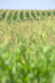 Corn field in southwestern Minnesota.