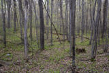 Low lying, mixed maple-basswood-elm hardwood forest in early spring. South side of Leech Lake, Minnesota.