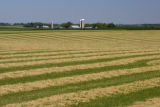 Mid-July scene of dairy farm in Stearns County, Minnesota.