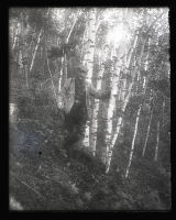 Thomas Sadler Roberts in birch woods near Brook Lodge "botanizing"