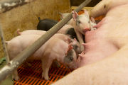 Baby pigs sired by "Gopher Nation," an outstanding boar that came from the University of Minnesota's swine breeding program.