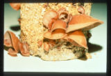 Auricularia fuscosuccinea