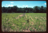 Mickelson Farm old field