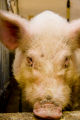 Teaser boar used in the University of Minnesota's swine breeding program.