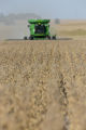 Harvesting soybeans on the Craven farm in Jackson County, Minnesota.