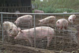 Organic swine and beef (and soon soybean) farm south of New Ulm, Minnesota.