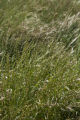 Perennial ryegrass (left) breeding.