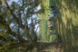 Morgan Creek Vineyard, Cambria, Minnesota, near New Ulm.