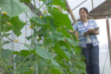 Shengrui Yao, horticulture researcher, with strawberry plants at the University of Minnesota, North Central Research and Outreach Center, Grand Rapids, Minnesota.