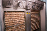 Chicken eggs in hatchery. Avian influenza disease prevention and control in poultry facilities.