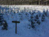Balsam fir covered with snow at Christmas tree farm, Anoka County, Minnesota.
