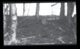 Ruffed Grouse at Baptism River on the North Shore of Lake Superior