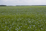 Flax field near Roseau, Minnesota.