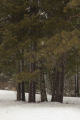 Cloquet Forestry Center of the University of Minnesota.