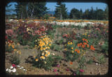 Salpiglossis for seed