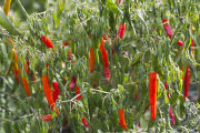 Evaluating pepper varieties for use in food safety and nutrition.