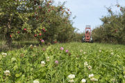 Clover flowering at Apple Junction orchard in Washington County, Minnesota.