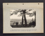 Barberry Eradication. Progress reports by states. Barberry Eradication Campaign, Illinois. (Box 2, Folder 2)