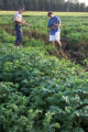 Resistance to late blight in potatoes.